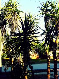 Palm trees against sky