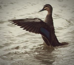 Bird in water