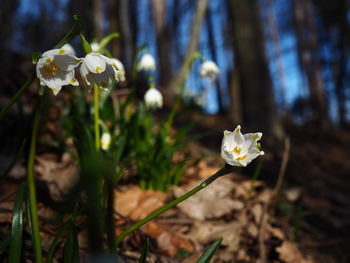 Close-up of white flowers blooming outdoors