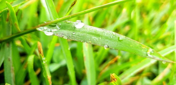 Close-up of wet grass