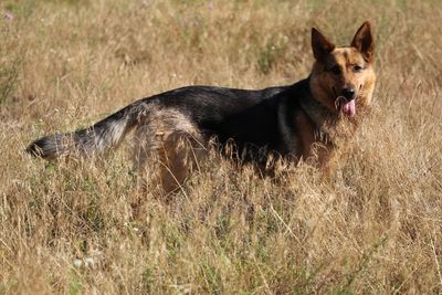 View of a dog running on field