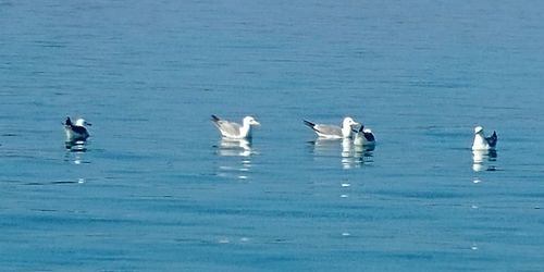 Seagulls in sea