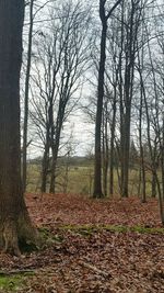 Trees on landscape against sky