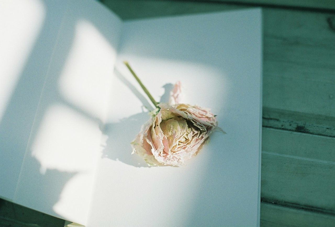 Close-up of dried flower on greeting card at table