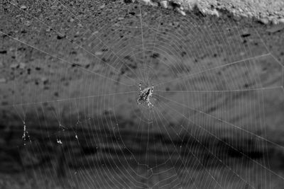 Close-up of spider on web