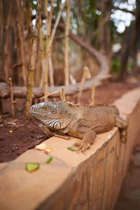 Close-up of lizard on wood