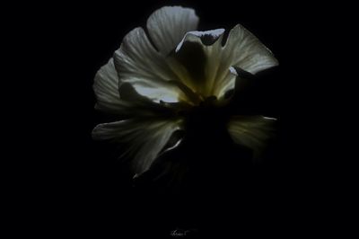 Close-up of flower over black background