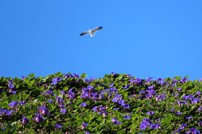 Low angle view of flowering plants against blue sky