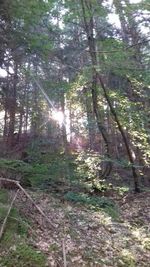 Trees growing in forest