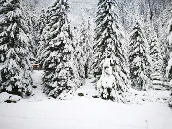 Trees on snow covered landscape