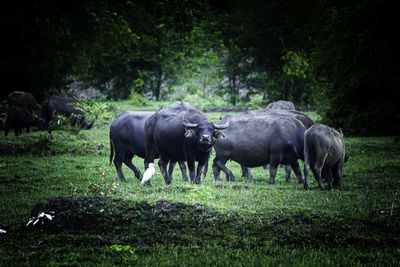 Horses grazing in a field