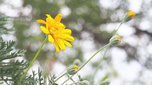 Close-up of yellow flower