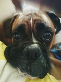 Close-up portrait of dog