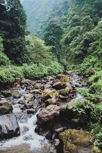 Stream flowing through rocks in forest