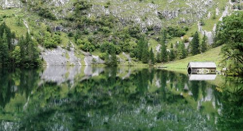 Scenic view of lake in forest