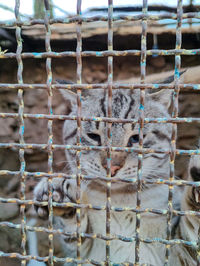 Close-up of cat looking sad behind the cage 