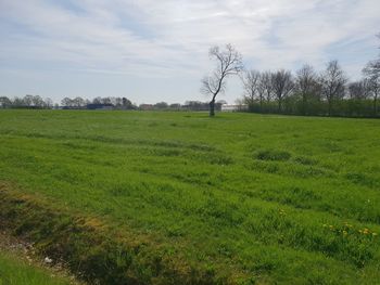 Scenic view of field against sky