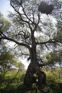 Low angle view of tree on field against sky