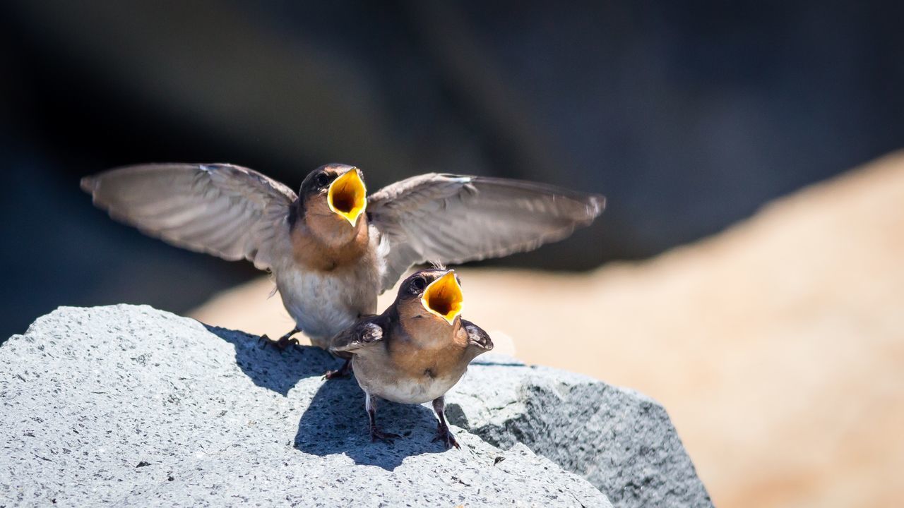 Feed me swallow Bird Photography birds birds_collection EyeEm Birds peteevansphotography Nature wildlife canon tamron lens