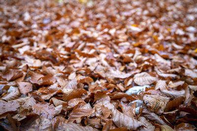 Full frame shot of dried leaves