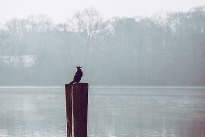 Bird perching on lake against sky