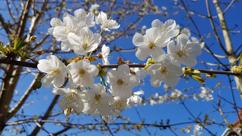 Low angle view of cherry blossoms in spring