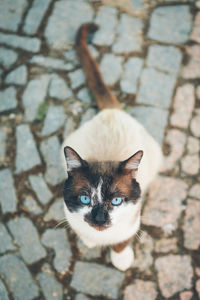 High angle portrait of siamese cat on footpath
