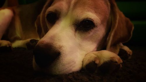 Close-up of dog looking away