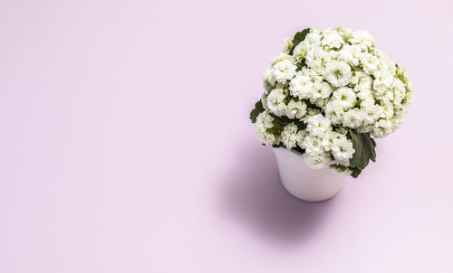 Close-up of broccoli against white background