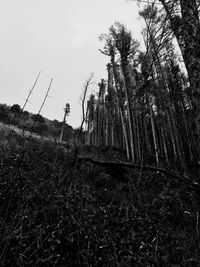 Low angle view of trees against sky