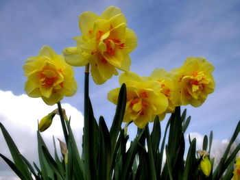 Close-up of yellow flowers blooming against sky