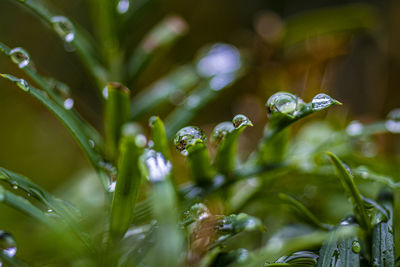 Close-up of wet plant during rainy season