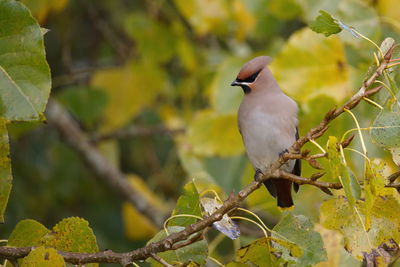 Low angle view of waxwing perching on tree