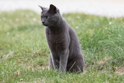 Cat looking away on field