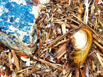 High angle view of shells on wood