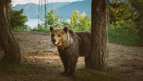 A brown bear in the forest