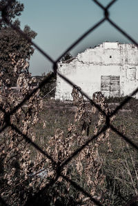 Trees seen through chainlink fence