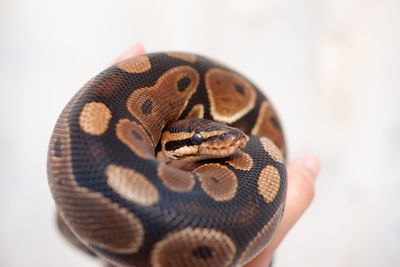 Close-up of hand holding crab