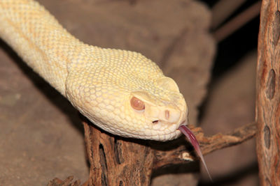 Close-up of snake