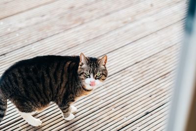 Portrait of cat on wood