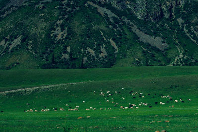 View of sheep grazing in pasture