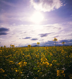 Scenic view of field against sky