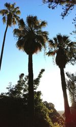 Low angle view of coconut palm trees against sky