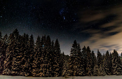 Trees against sky at night during winter