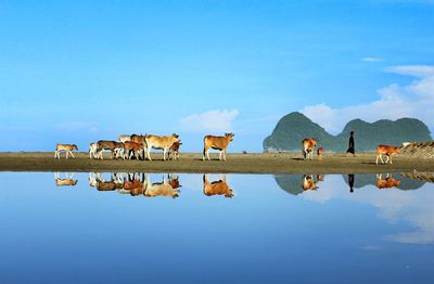 Full length of shepherd with cow reflecting in lake against sky