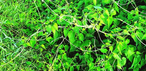Full frame shot of fresh green field