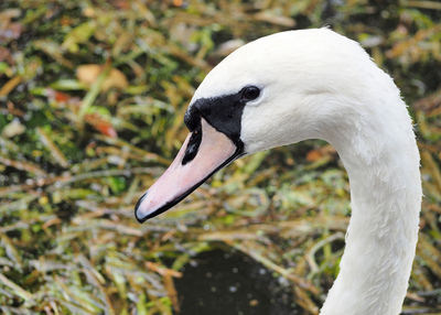 Close-up of swan