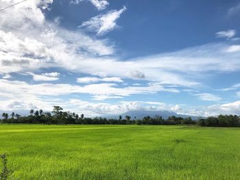 Scenic view of field against sky