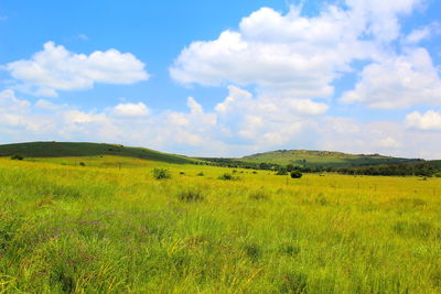 Scenic view of field against sky