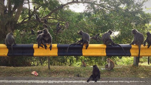 Monkeys on the side of the road